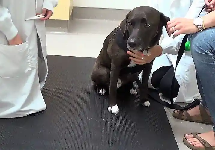 Why Pet Anxiety Is Often Linked to Veterinary Visits
