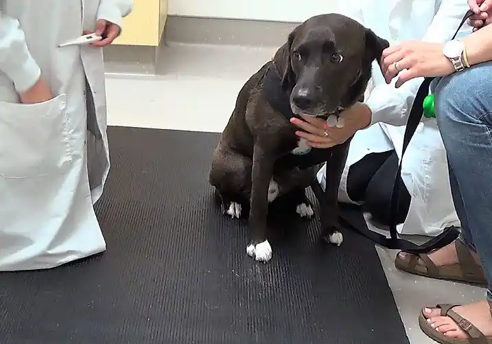 Dog fear Nervous lab