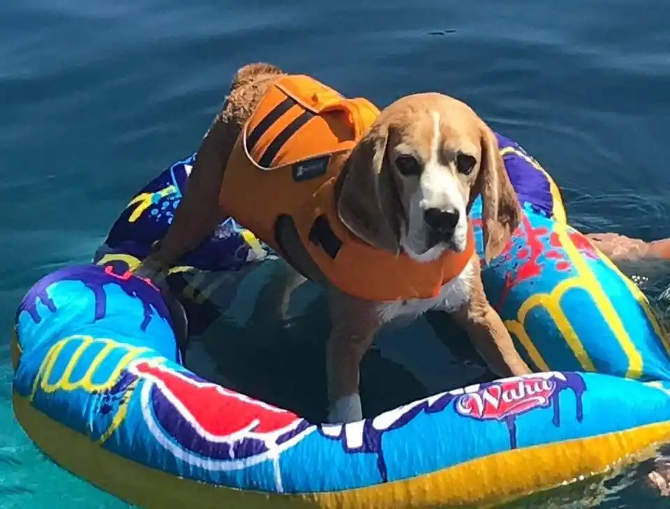 Floating dog