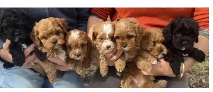 What is a Cavoodle and why are they so popular?