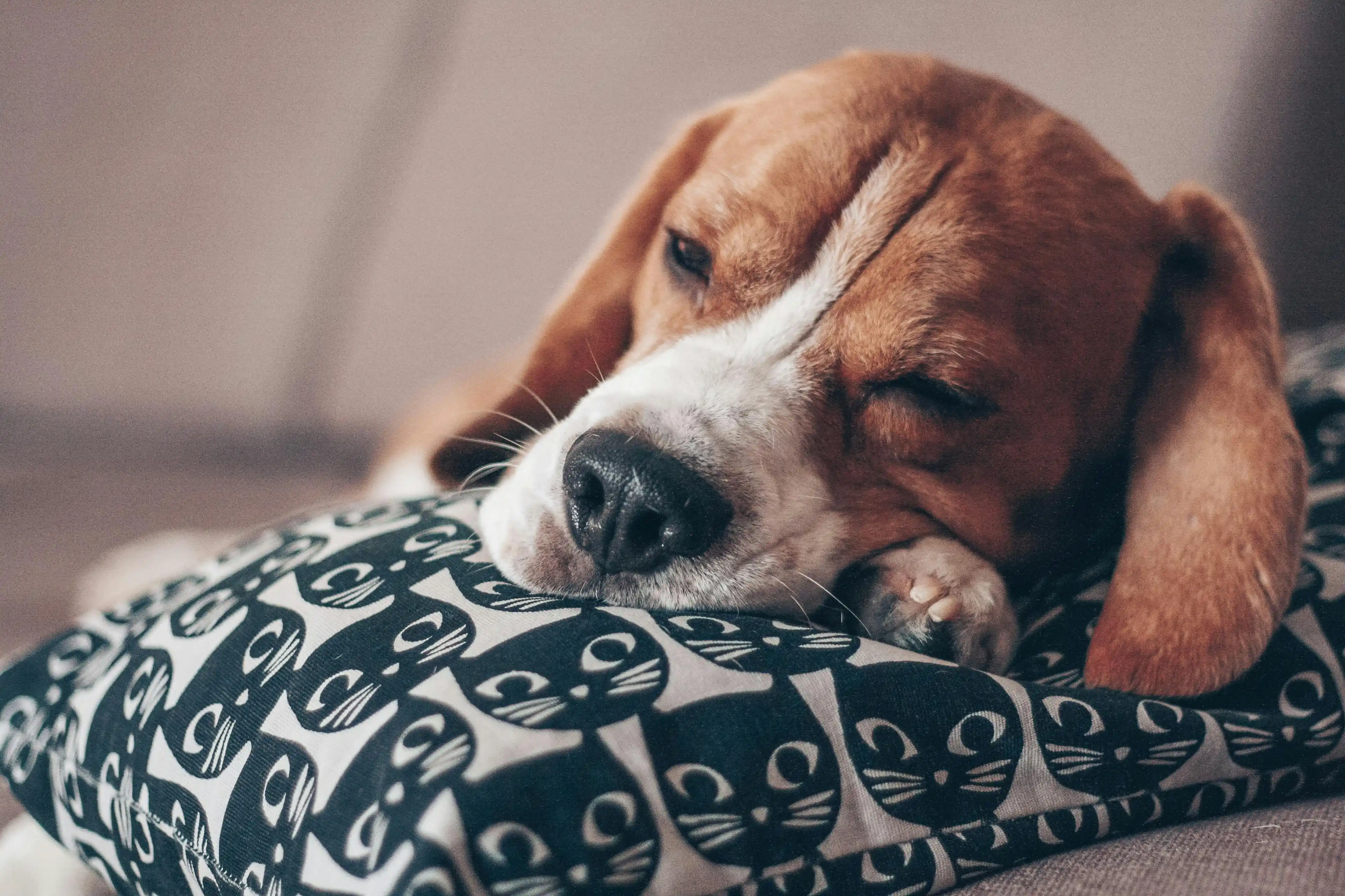 Dog on a blanket in bed