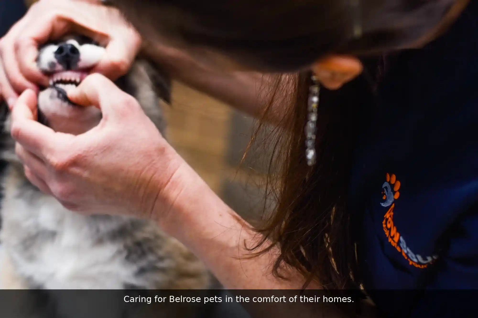 Pawssum mobile vet providing in-home pet care in Belrose, sydney