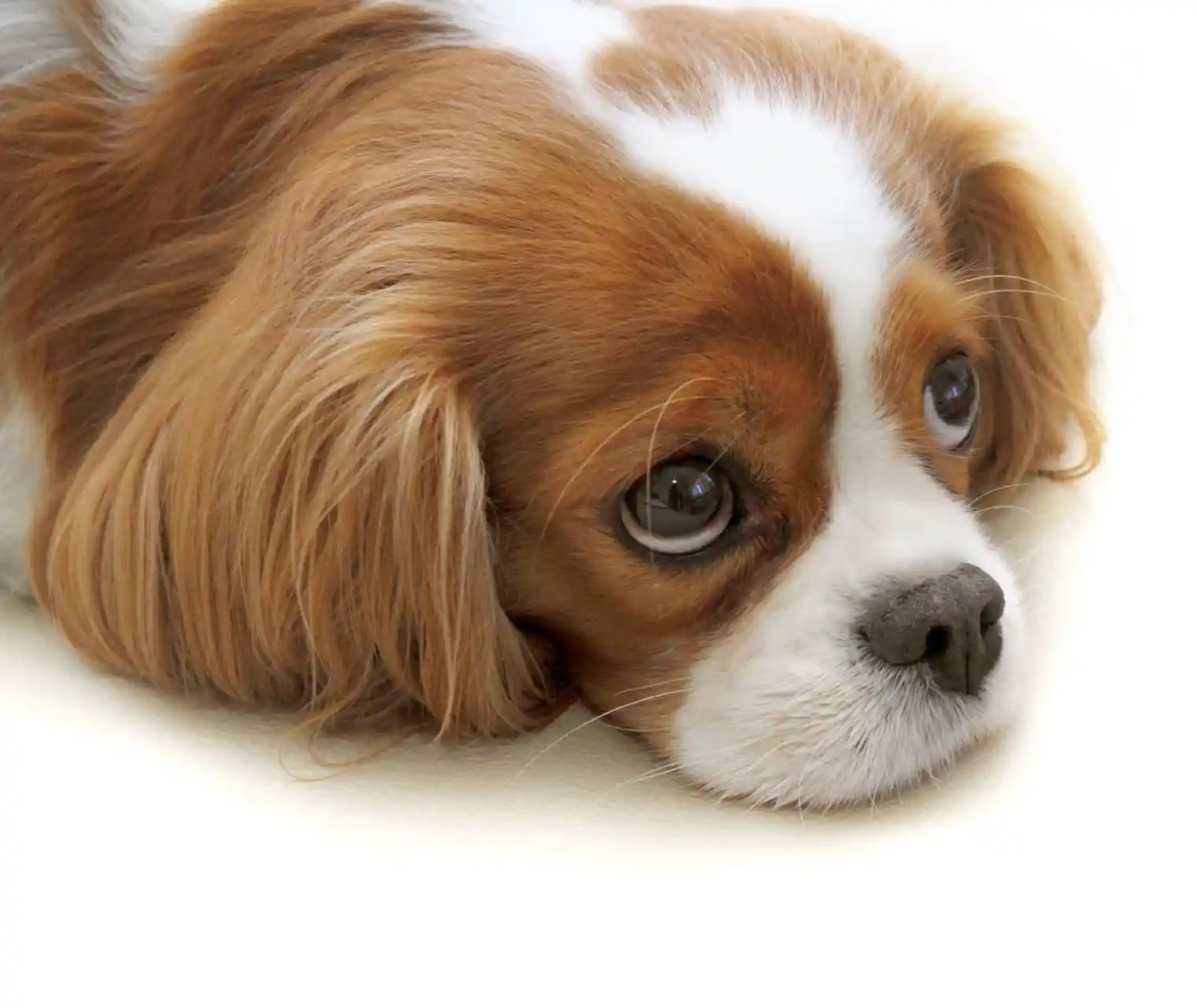 Terrier being examined at home by a Pawssum vet