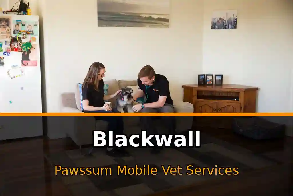 Pawssum mobile vet providing in-home pet care in Blackwall, nsw-central-coast
