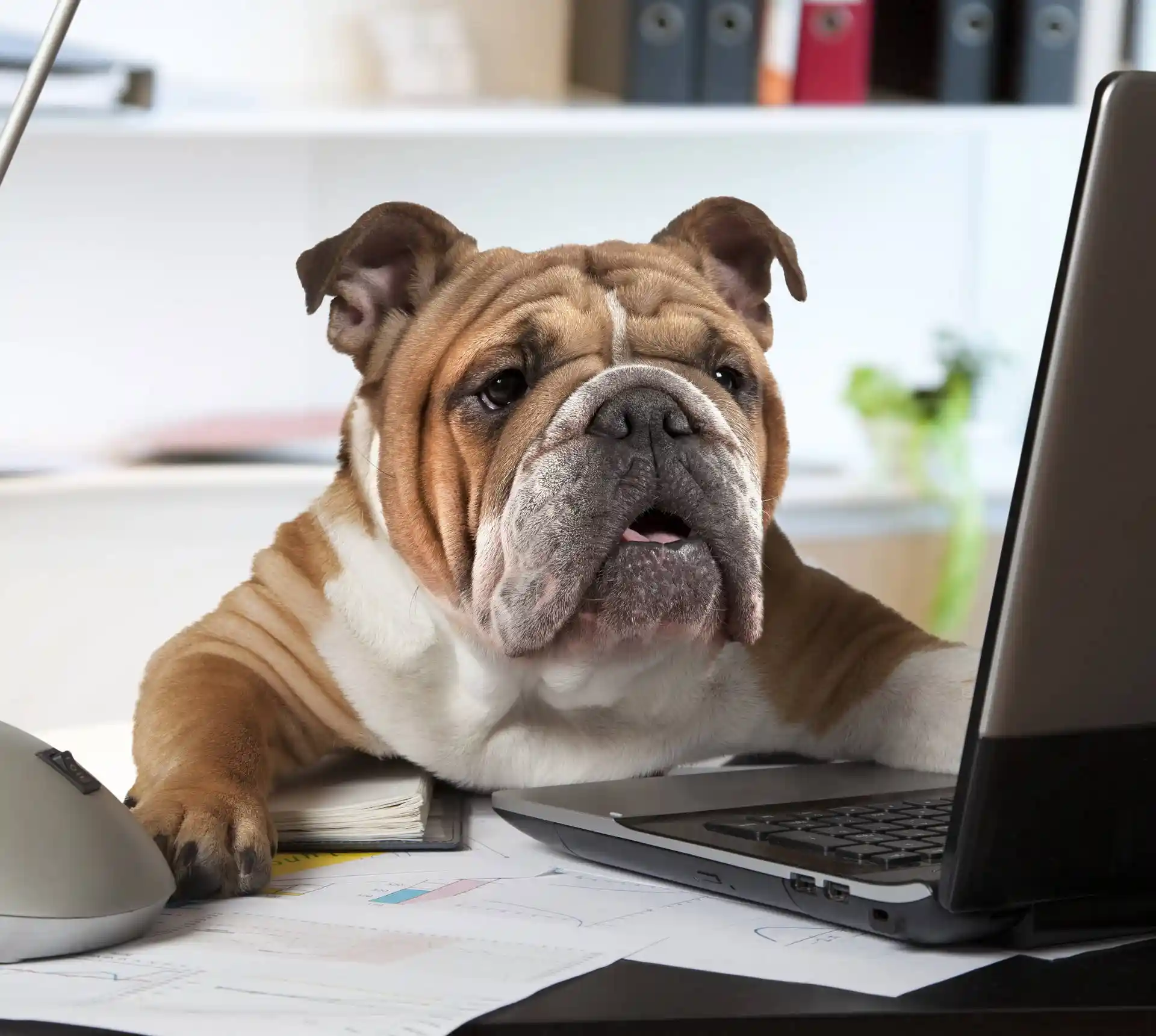 Bulldog researching microchipping on a computer