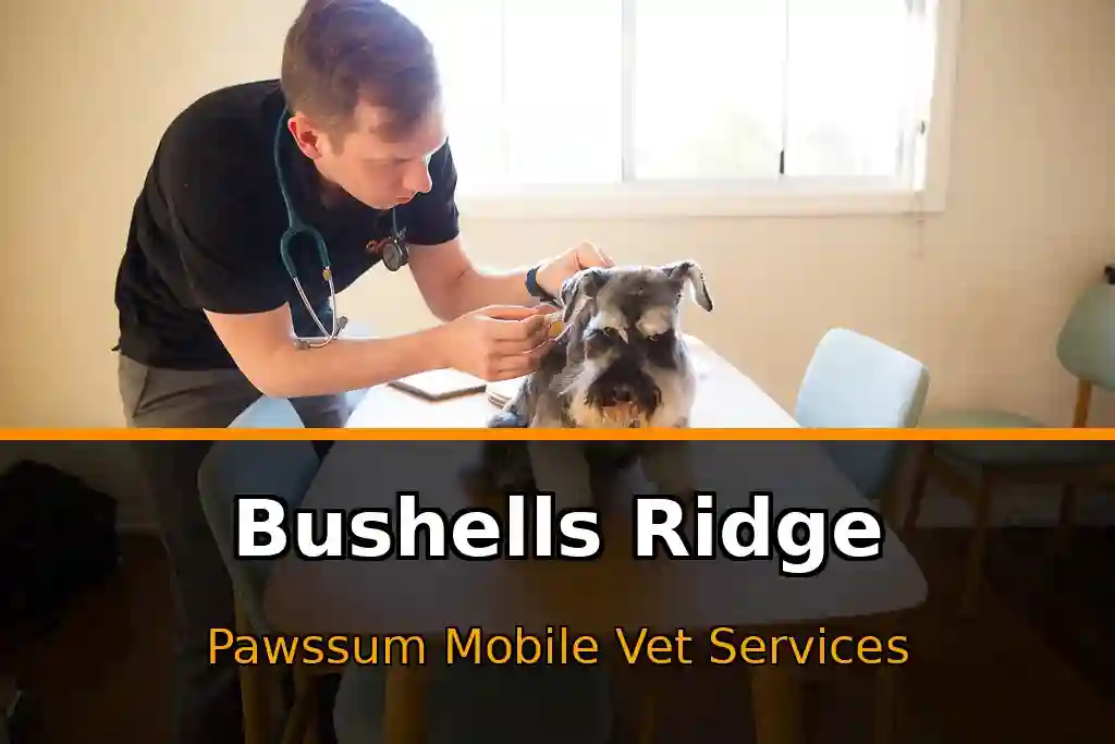 Pawssum mobile vet providing in-home pet care in Bushells Ridge, nsw-central-coast