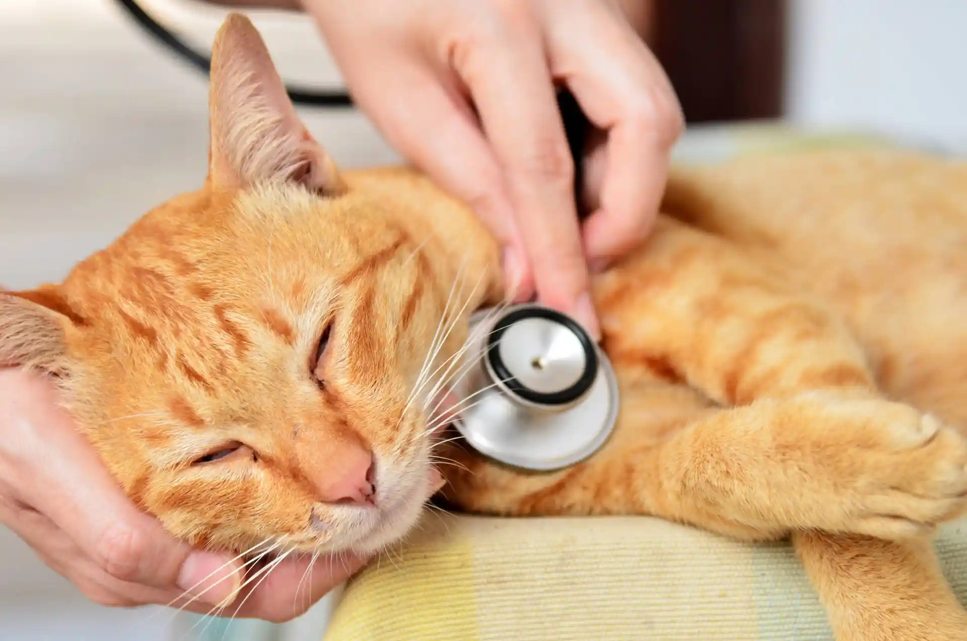 Can being examined with stethoscope