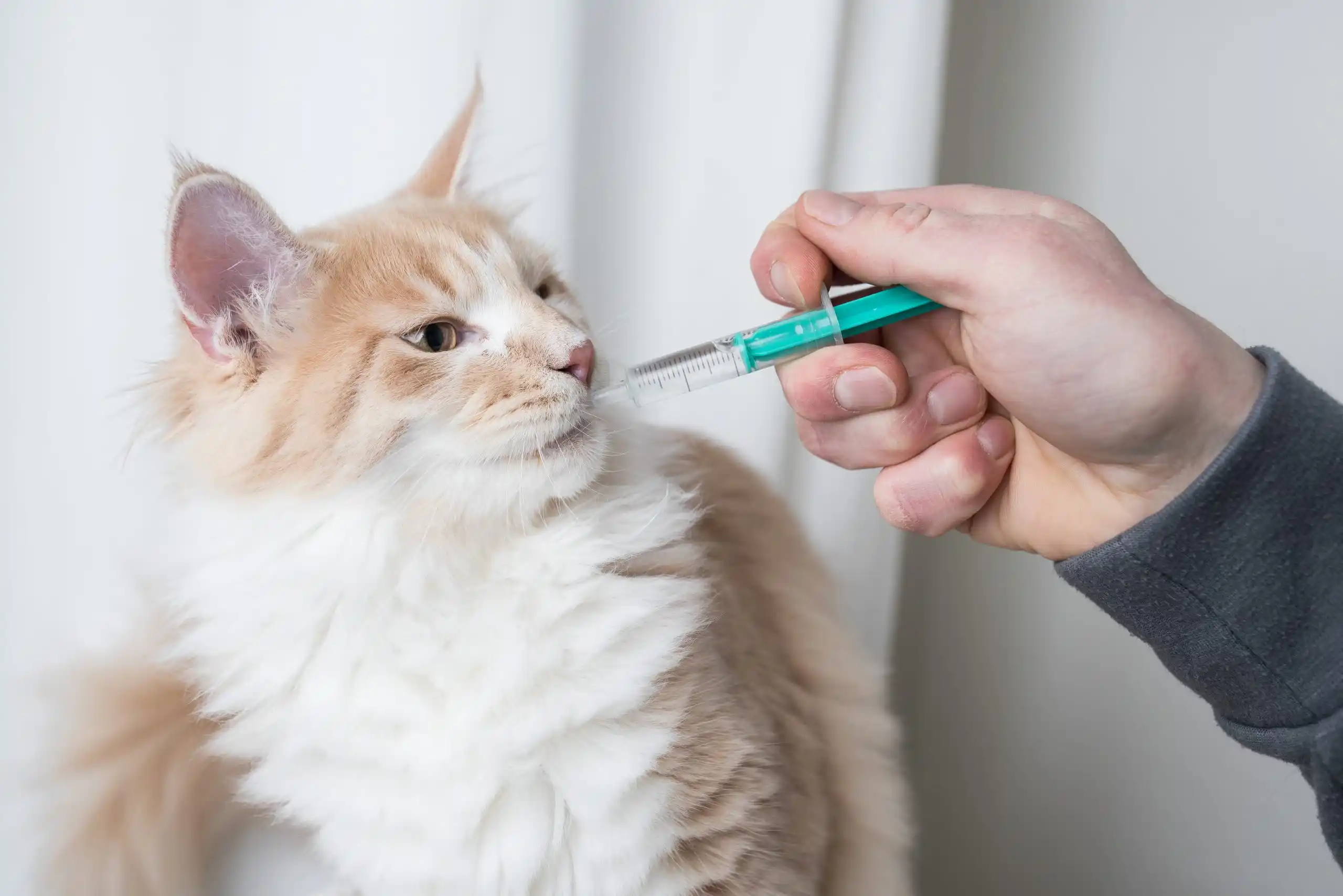 cat getting medication scaled