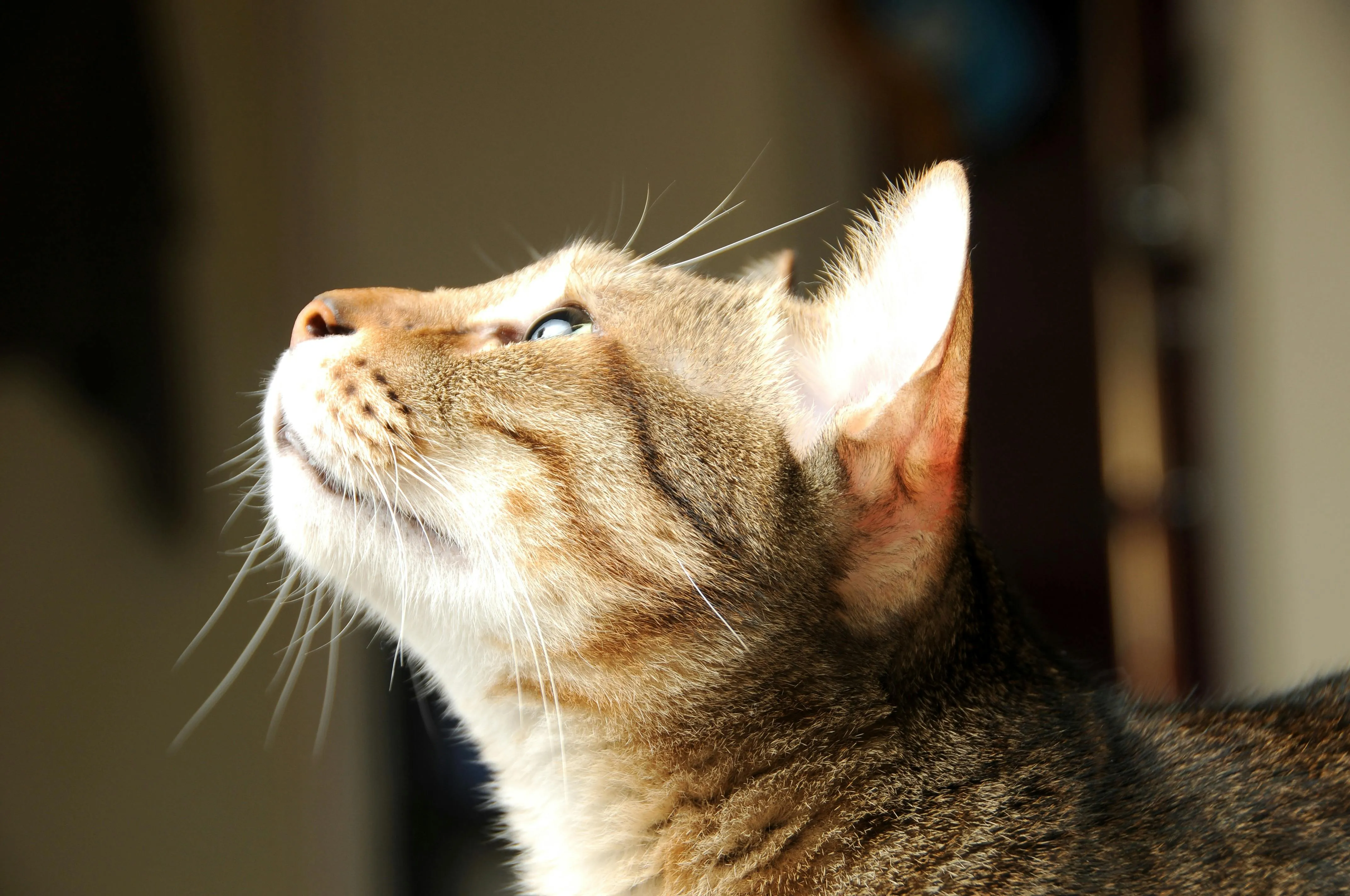 Cat looking left into the sunlight