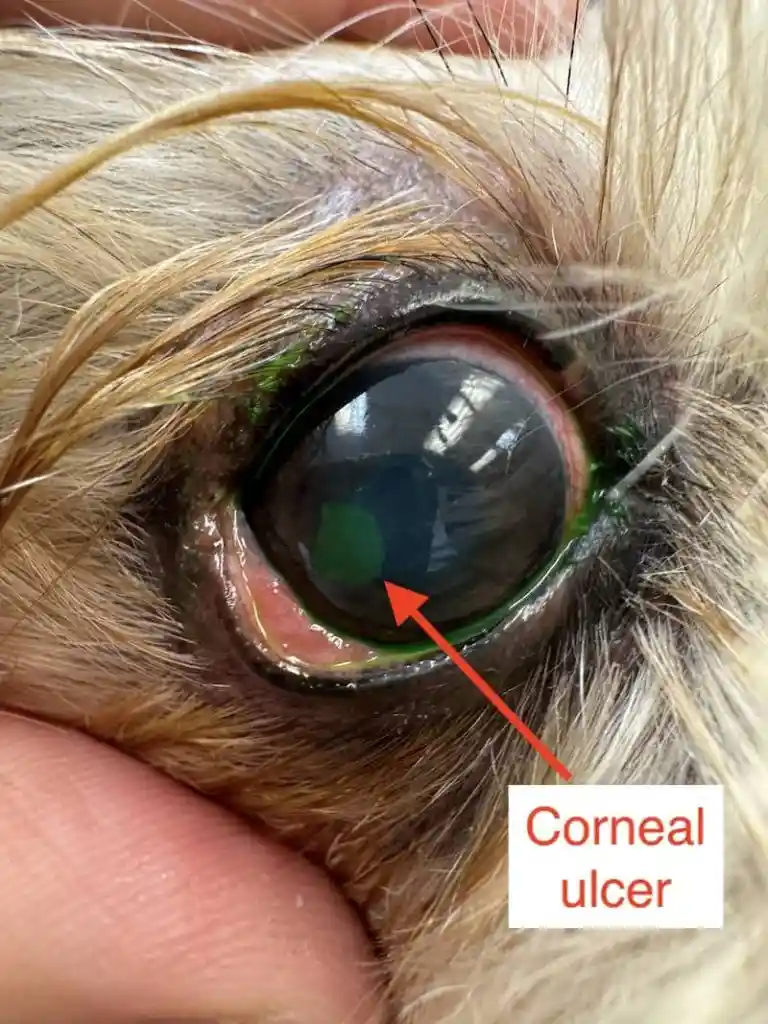 Cloudy Eyes in Dogs: Causes, Symptoms & When to Worry