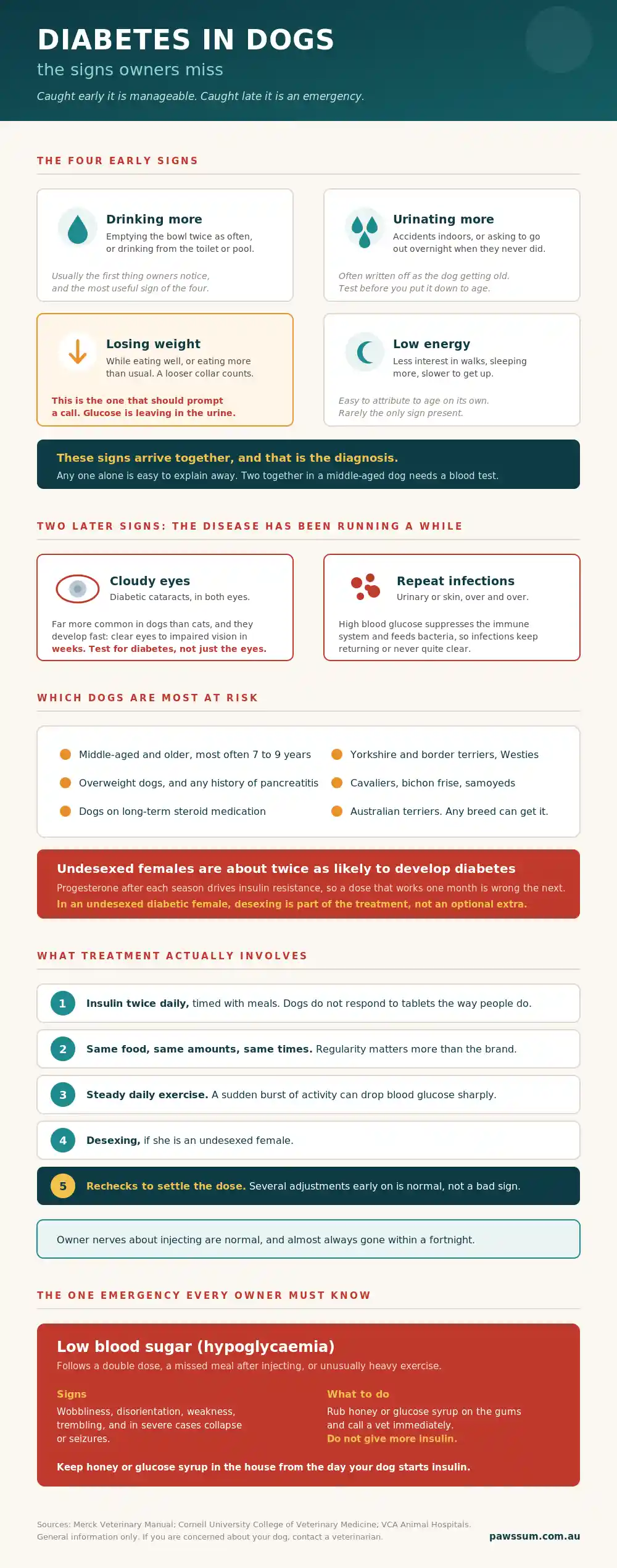Diabetes in Dogs: Symptoms, Diagnosis and Treatment | Australian Vet Guide