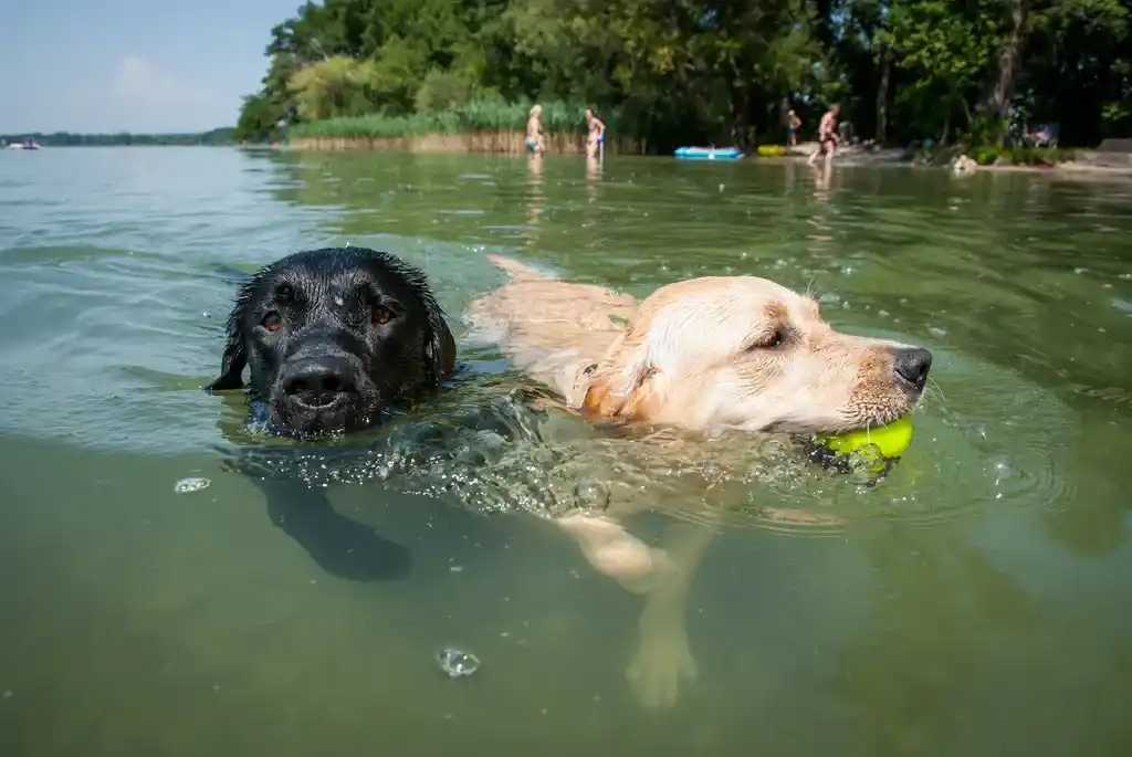 dog in water swimming