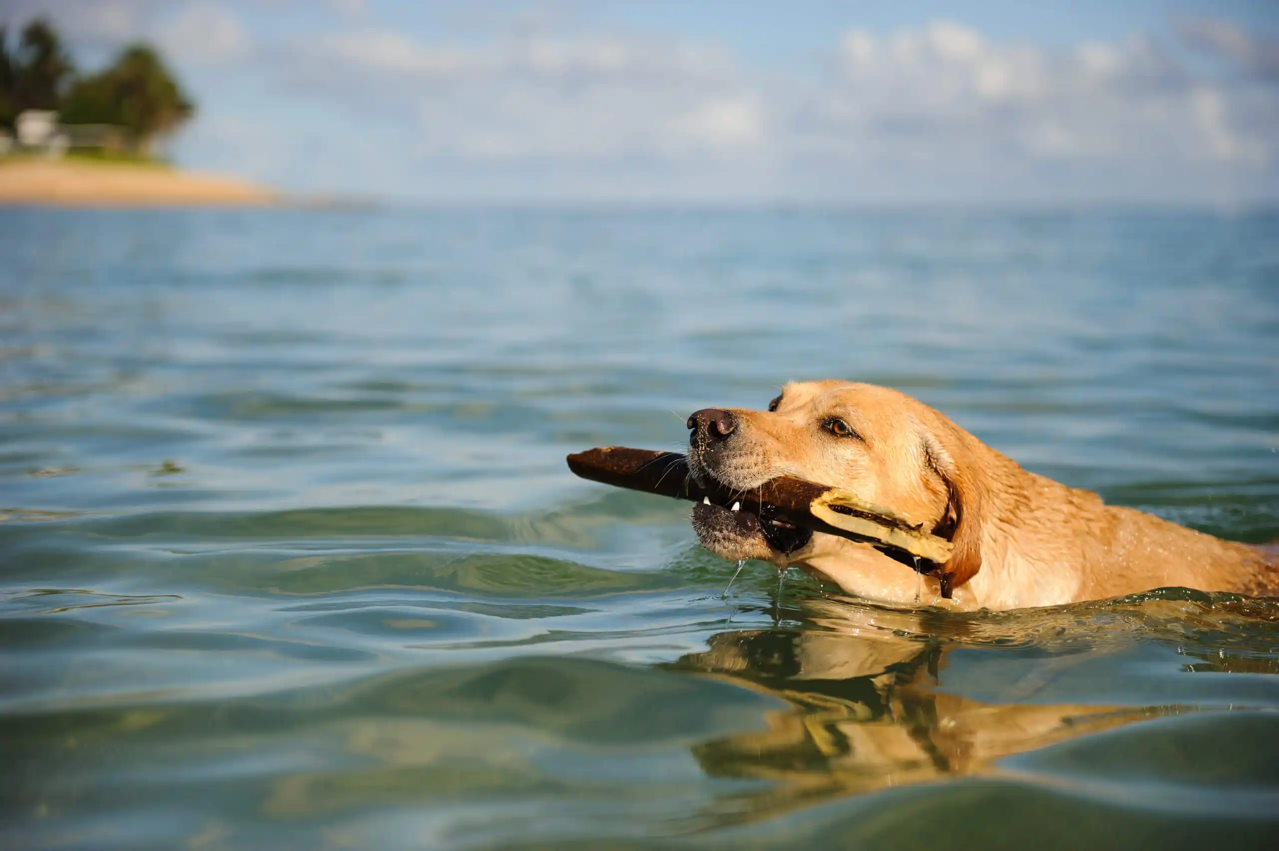 dog swimming in water