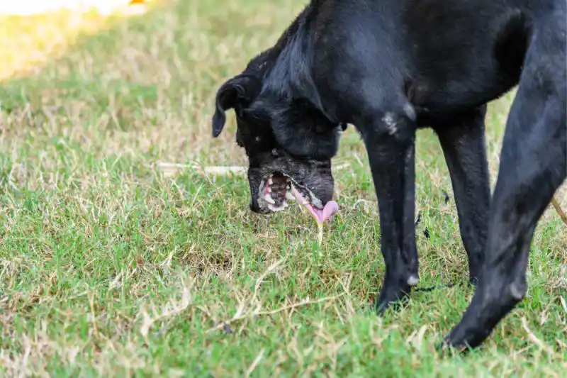 dog vomit