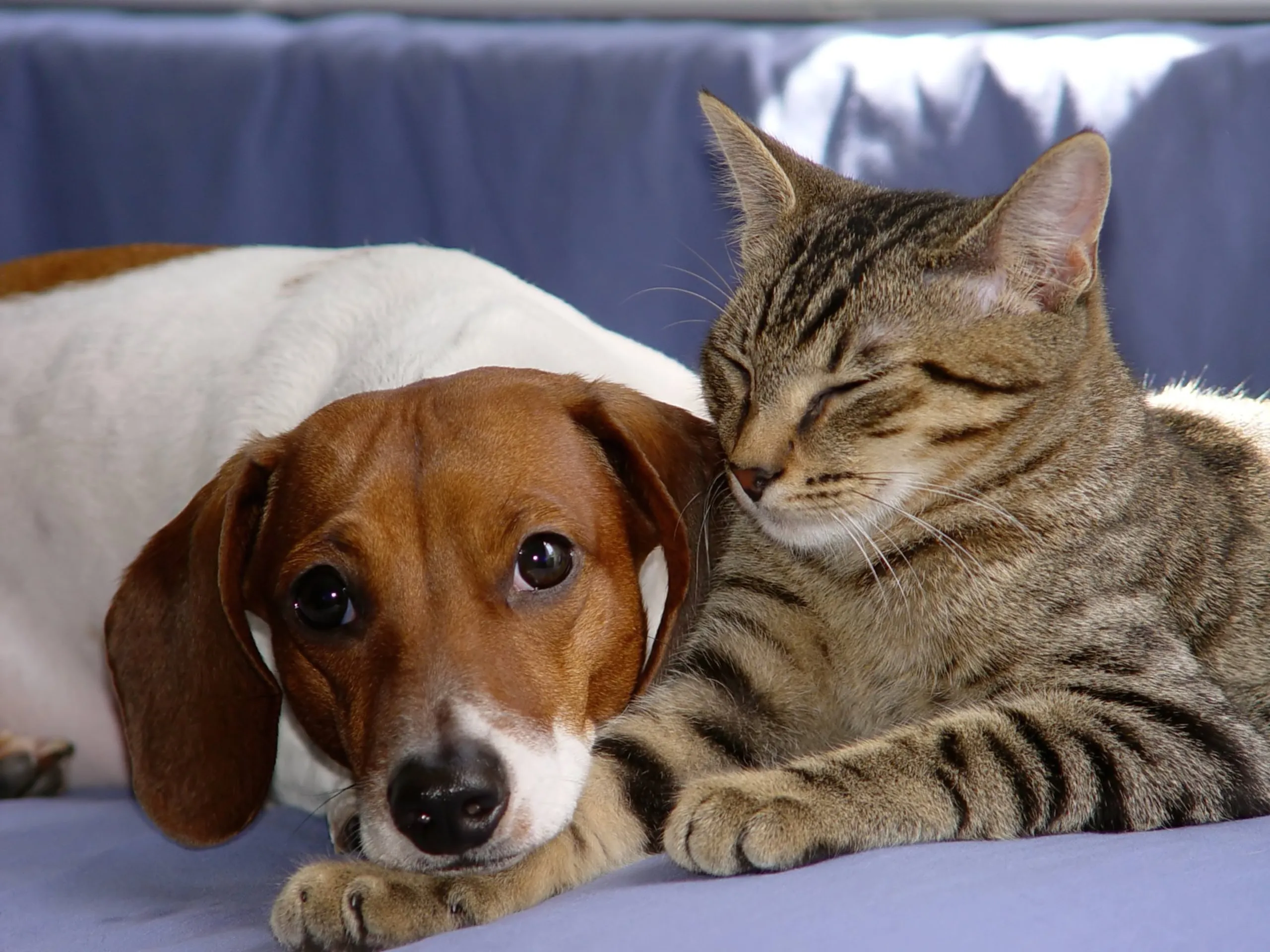 Dog and cat lying down beside each other