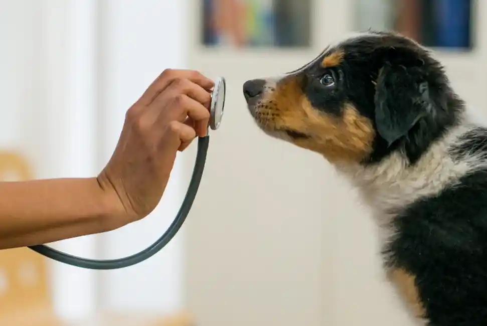 Curious dog looking at stethoscope