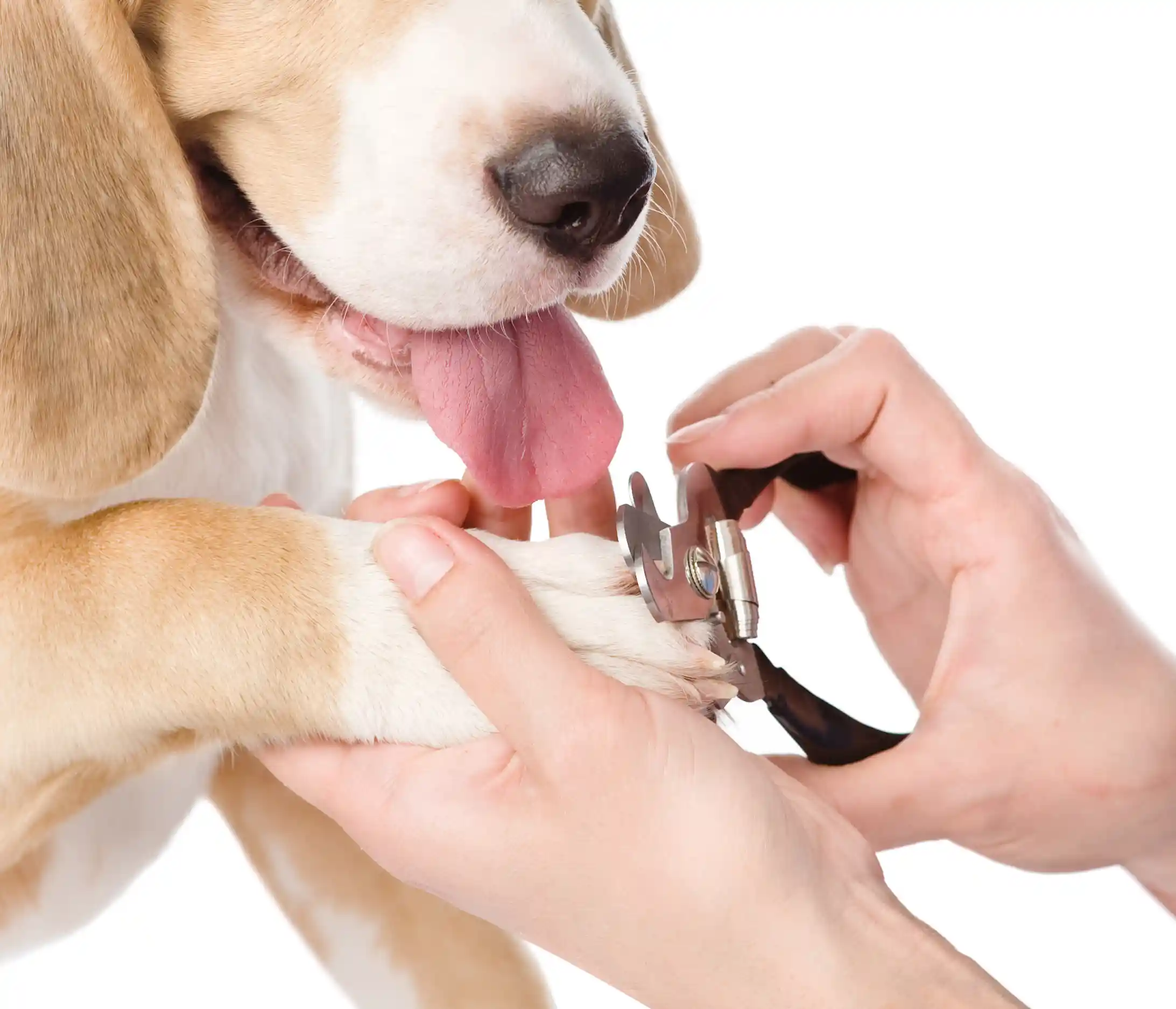 Dog getting nails clipped