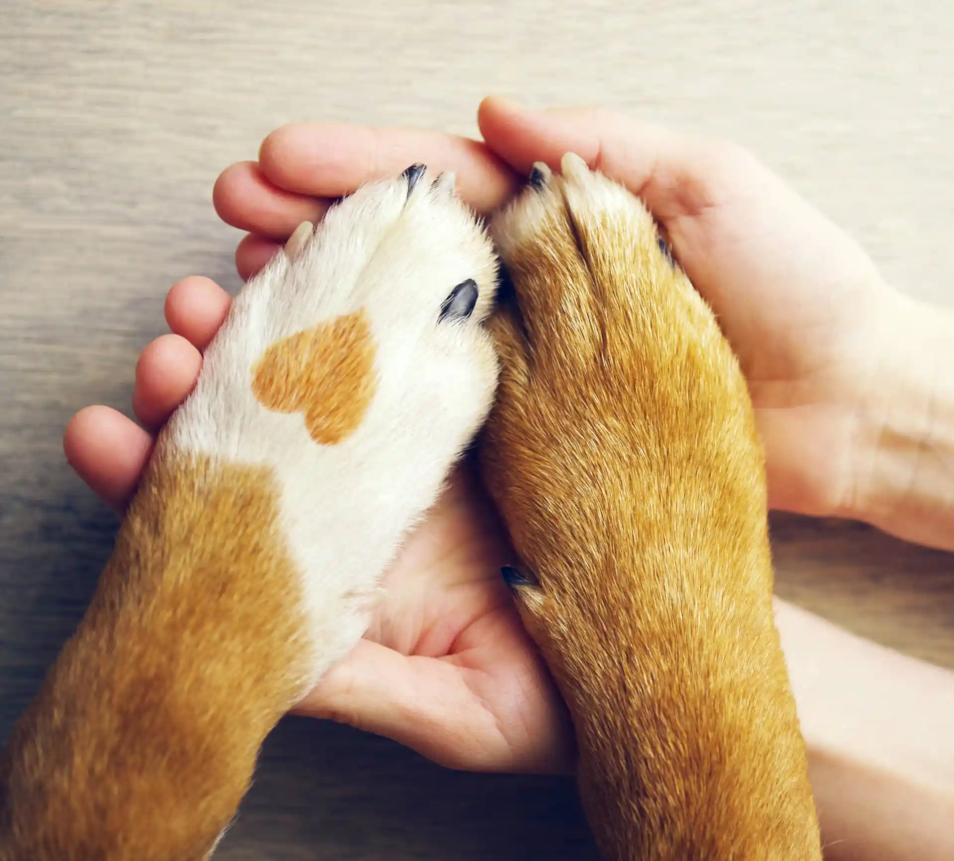Dog paws with heart fur