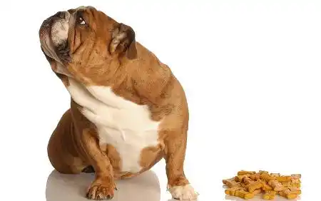 dog refuse to eat