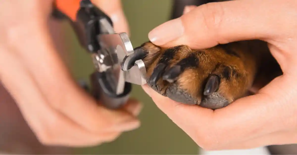 Mobile Vet Nail Clipping Service, Sedation and Support for Hard to Handle Pets