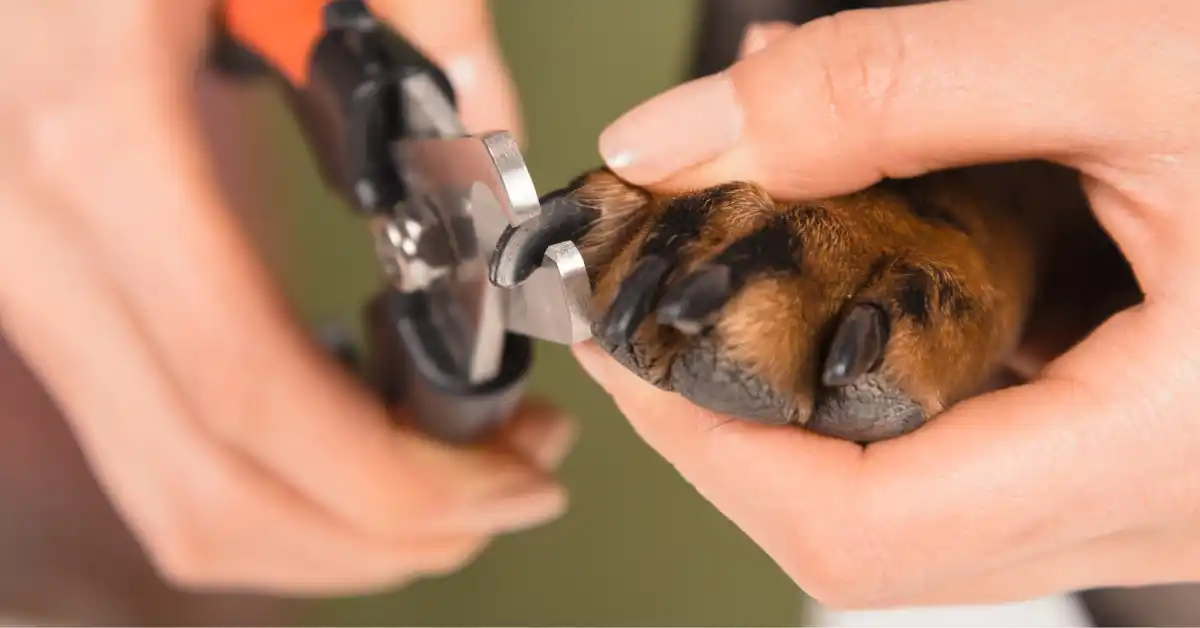 dog_nail_trimming