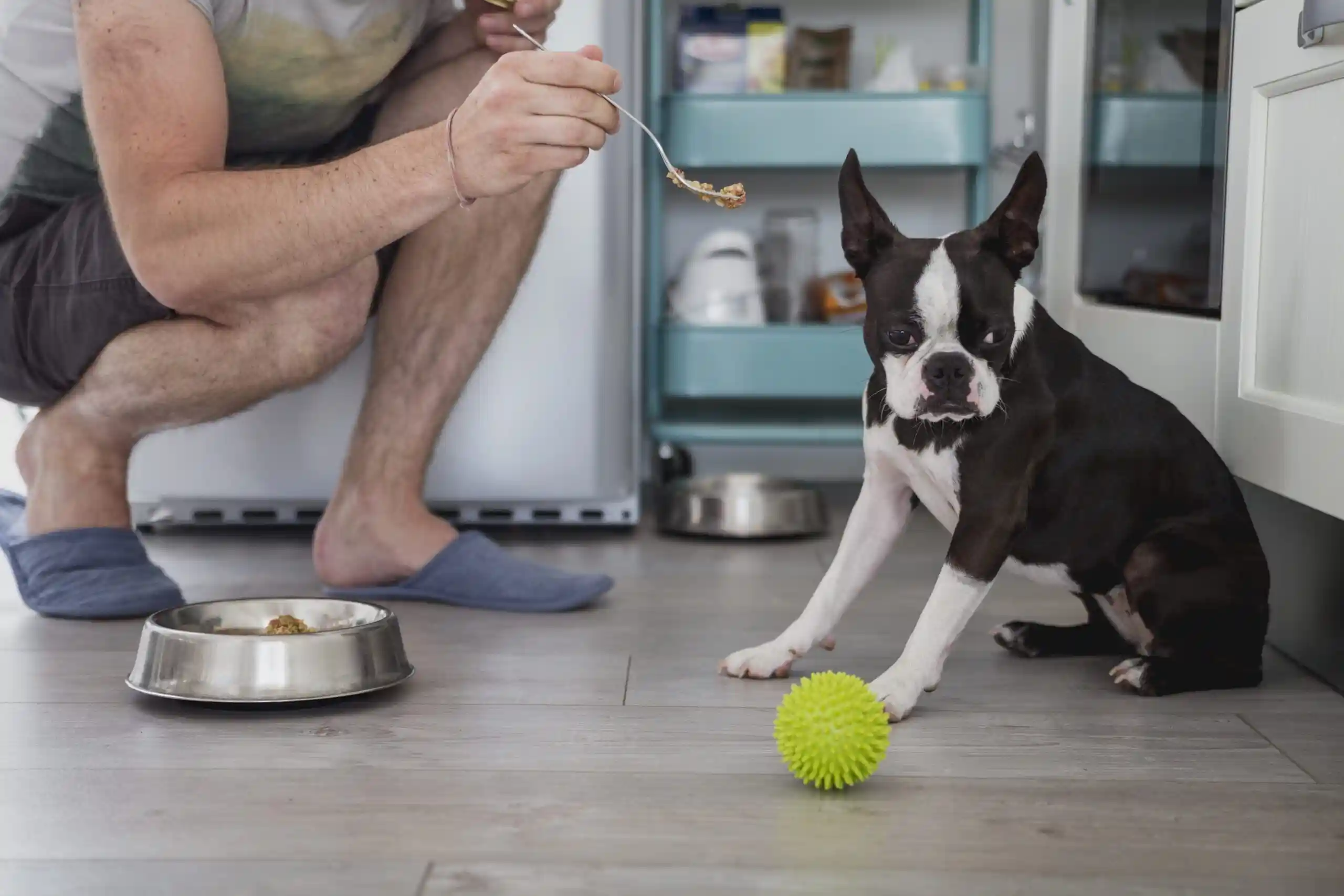 Dog Not Eating but Acting Normal: When Appetite Changes Matter