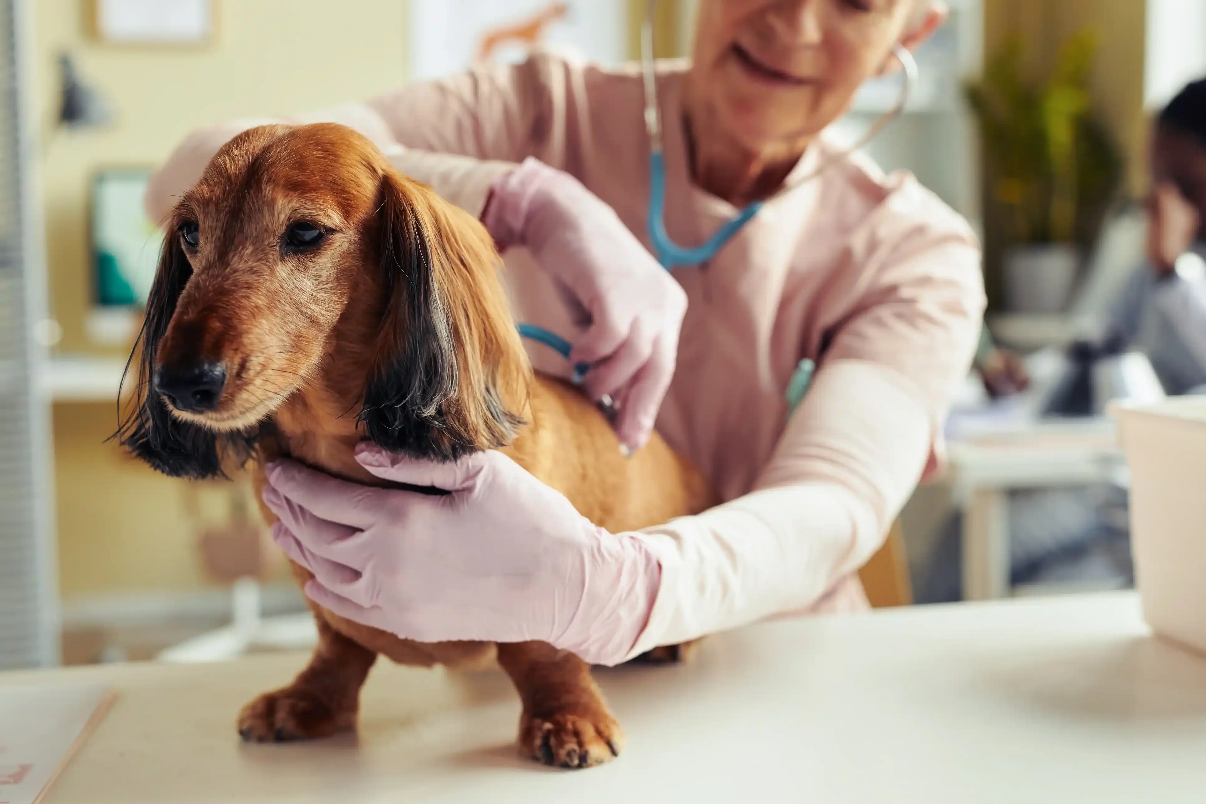 in-home vet care for old pets