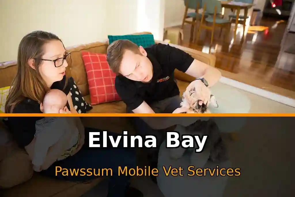 Pawssum mobile vet providing in-home pet care in Elvina Bay, nsw-central-coast