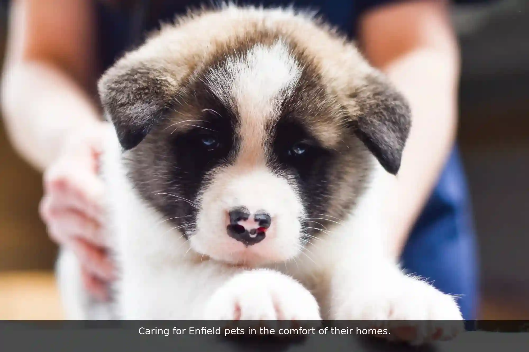 Pawssum mobile vet providing in-home pet care in Enfield, sydney