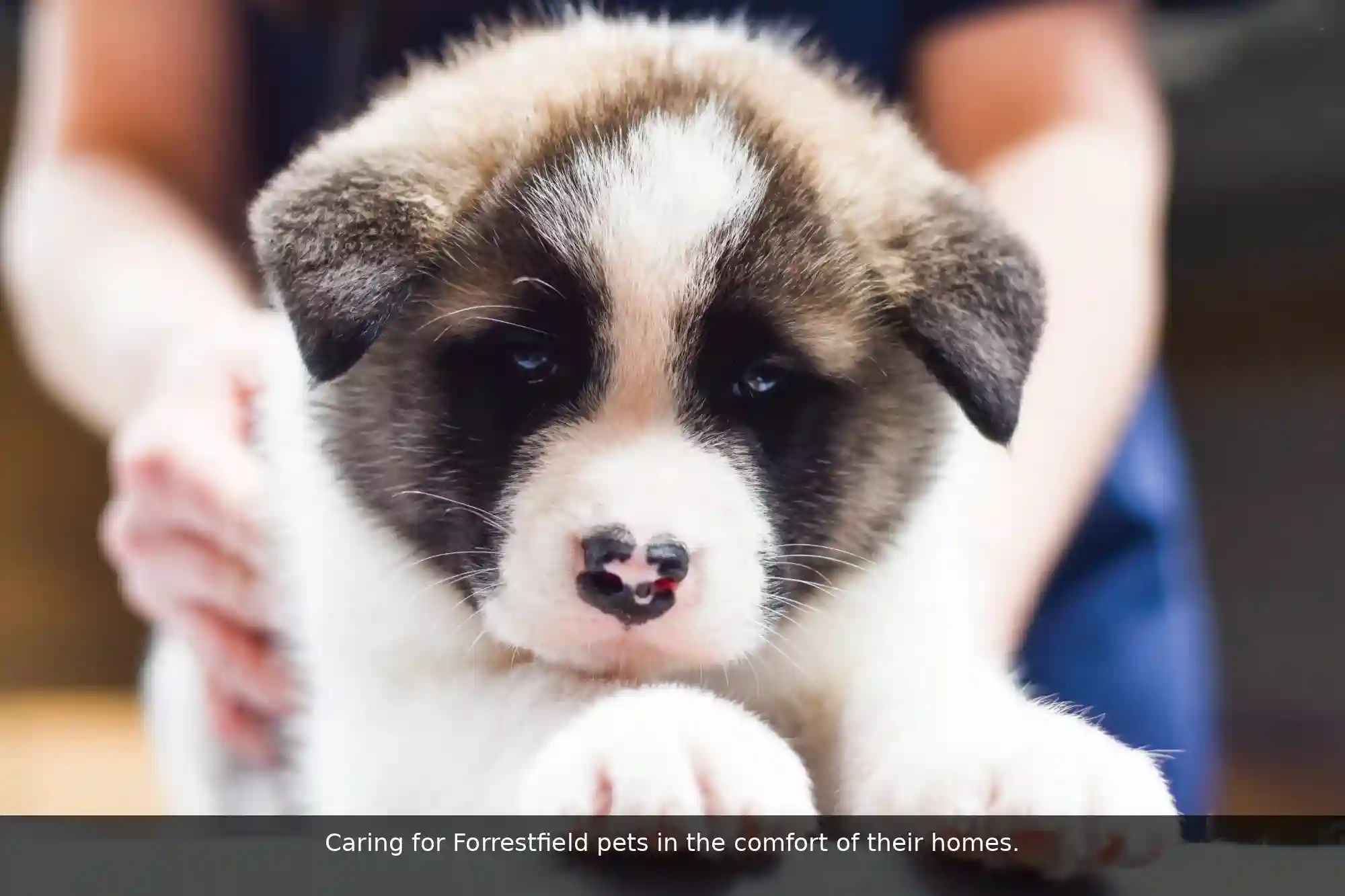 Pawssum mobile vet providing in-home pet care in Forrestfield, perth