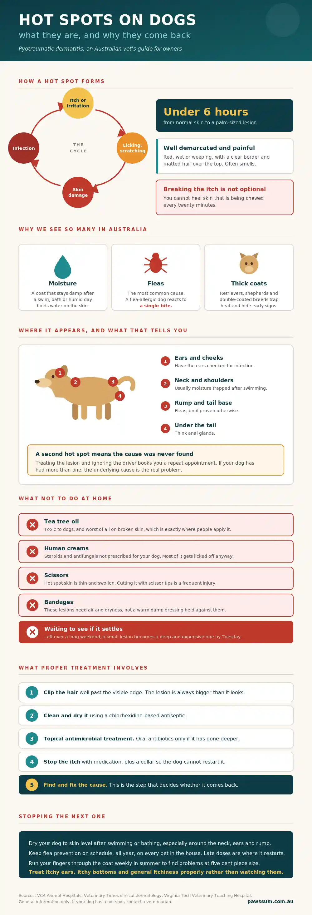 Hot Spots on Dogs in Australia: Causes, Treatment and Prevention