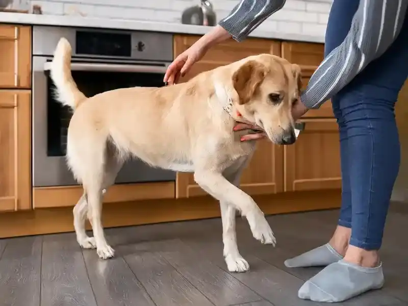 inspecting limping dog