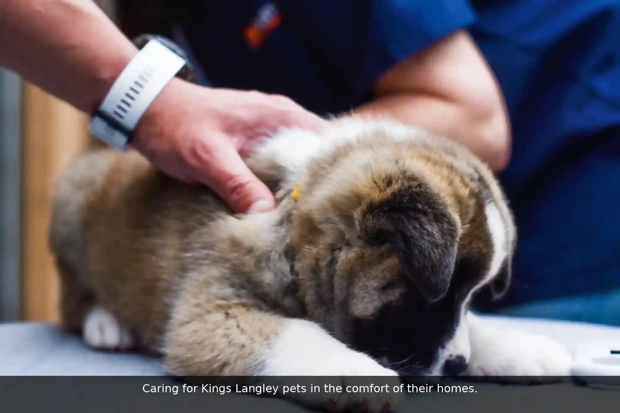 Pawssum mobile vet providing in-home pet care in Kings Langley, sydney