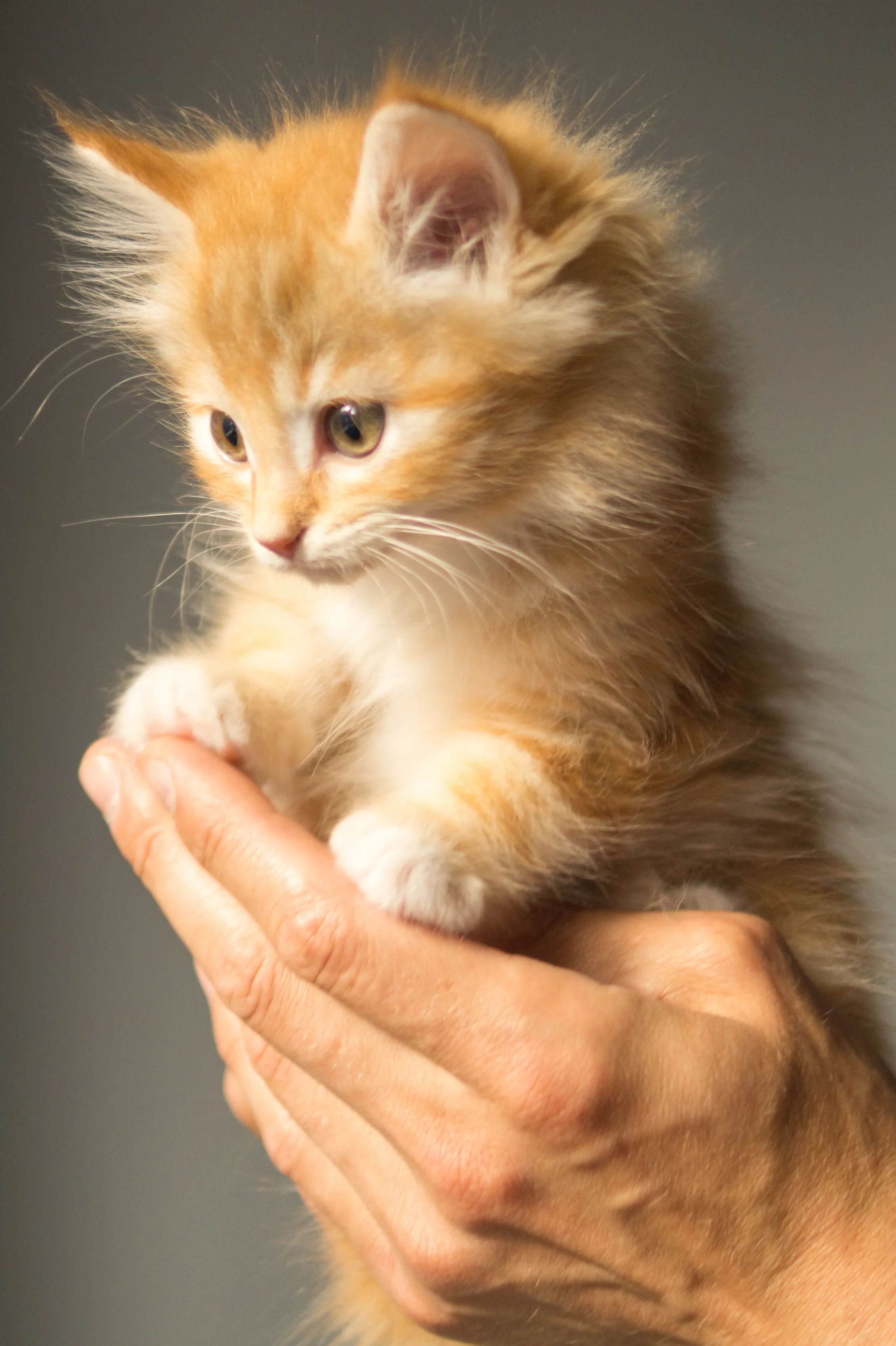 Tiny kitten being gently held by a human hand