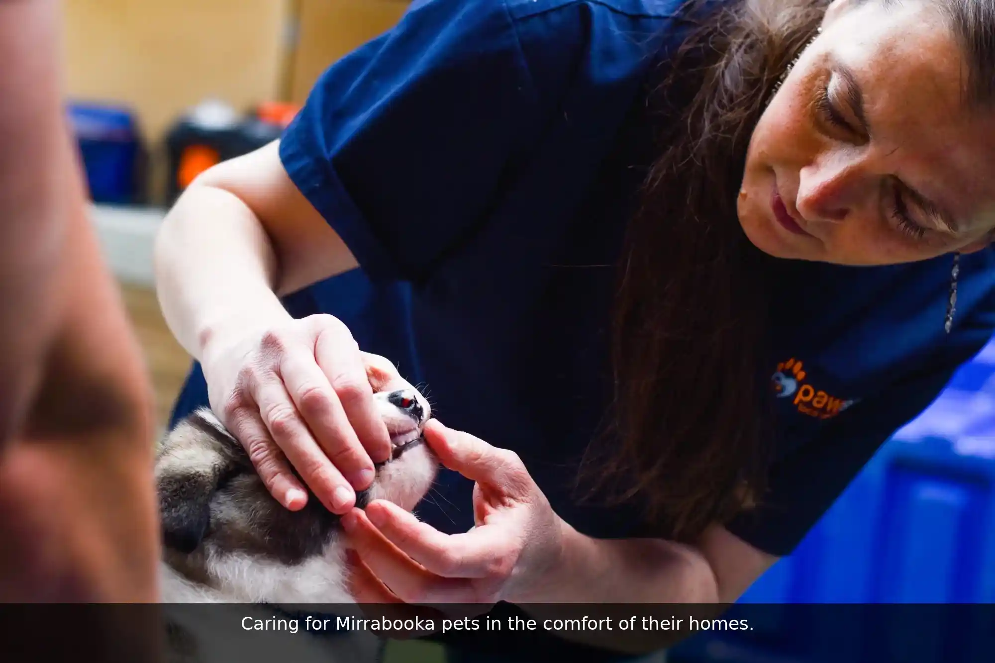 Pawssum mobile vet providing in-home pet care in Mirrabooka, perth