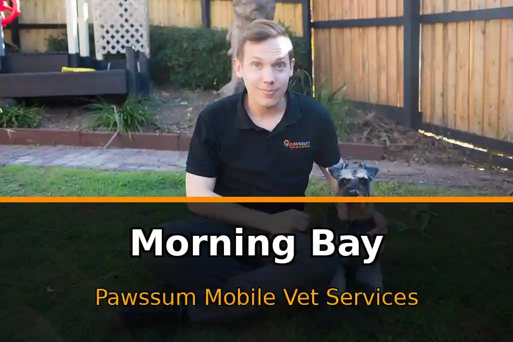 Pawssum mobile vet providing in-home pet care in Morning Bay, nsw-central-coast