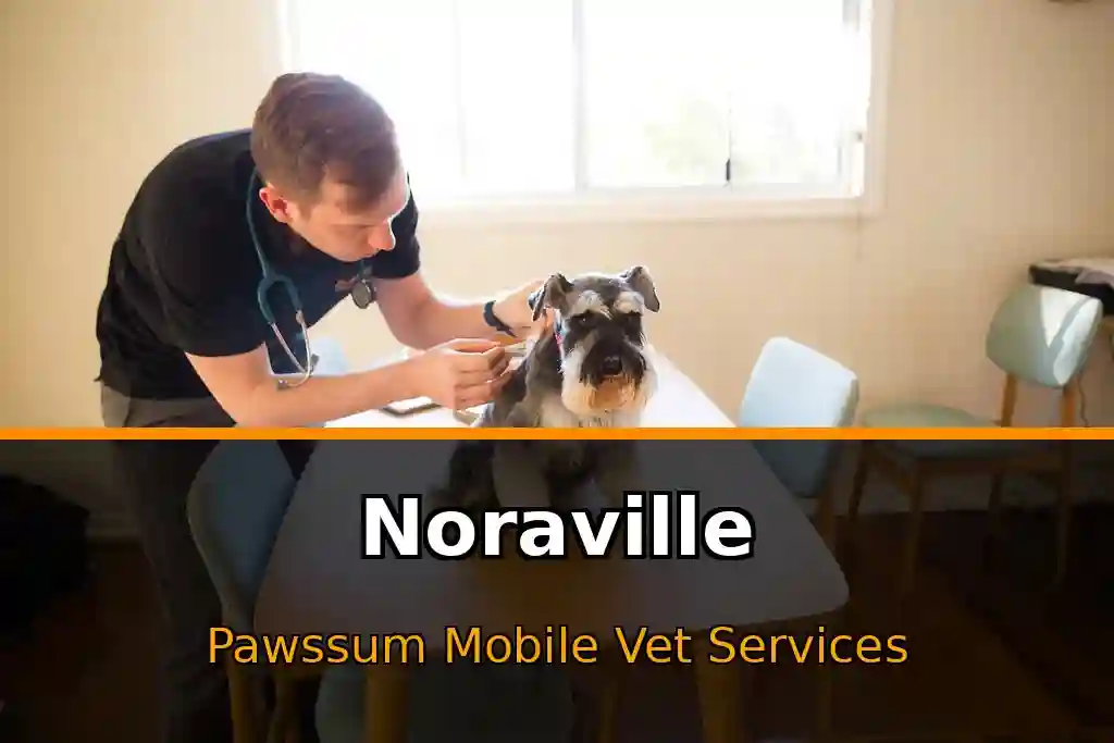 Pawssum mobile vet providing in-home pet care in Noraville, nsw-central-coast