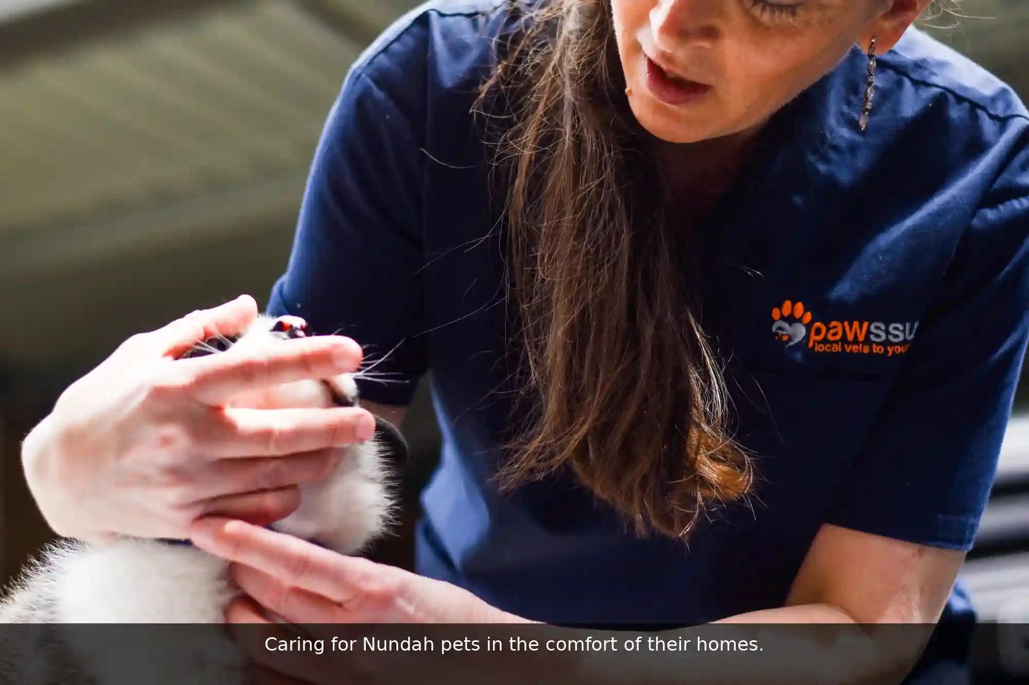 Pawssum mobile vet providing in-home pet care in Nundah, brisbane