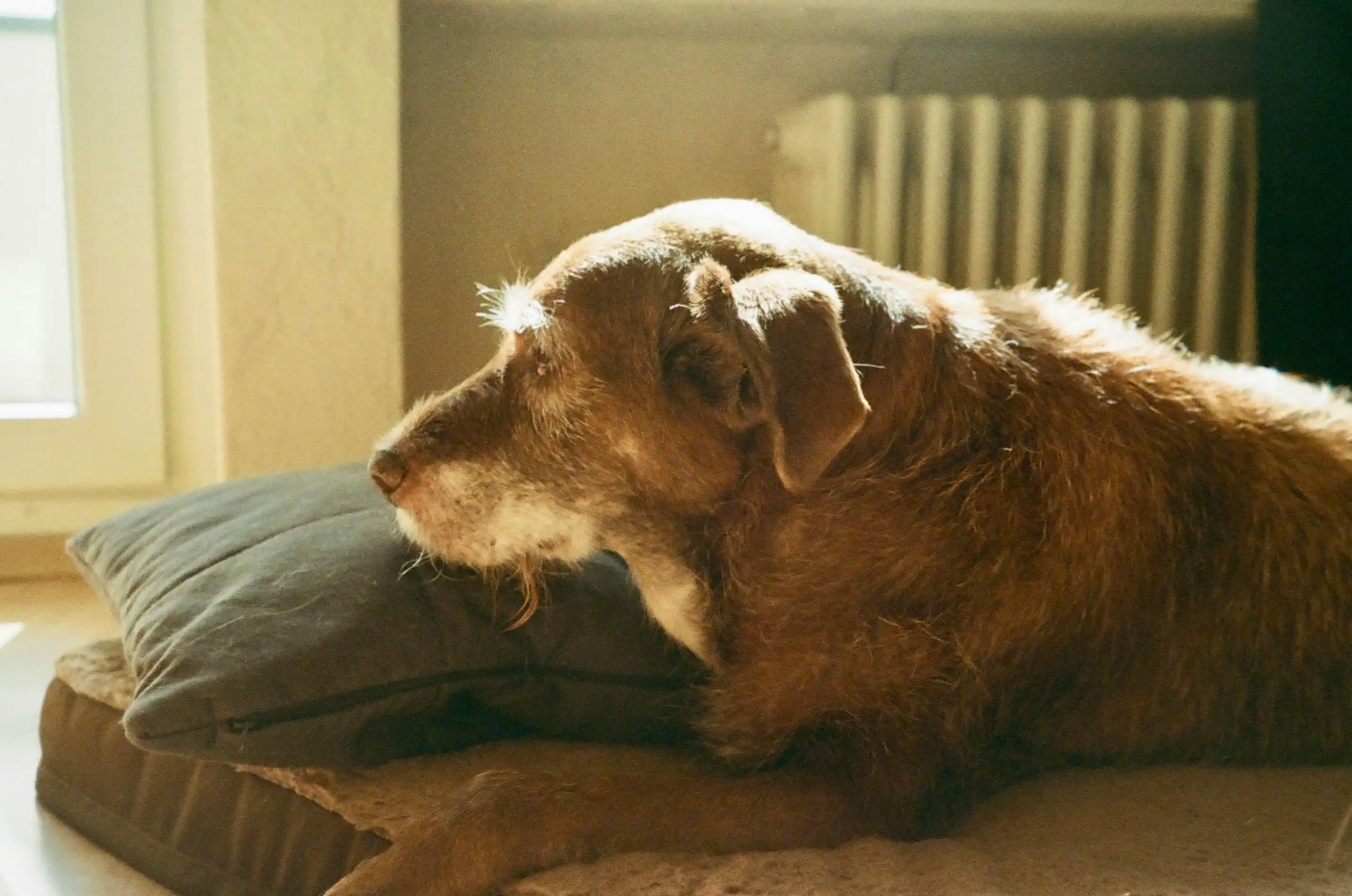 Dog on a blanket in bed