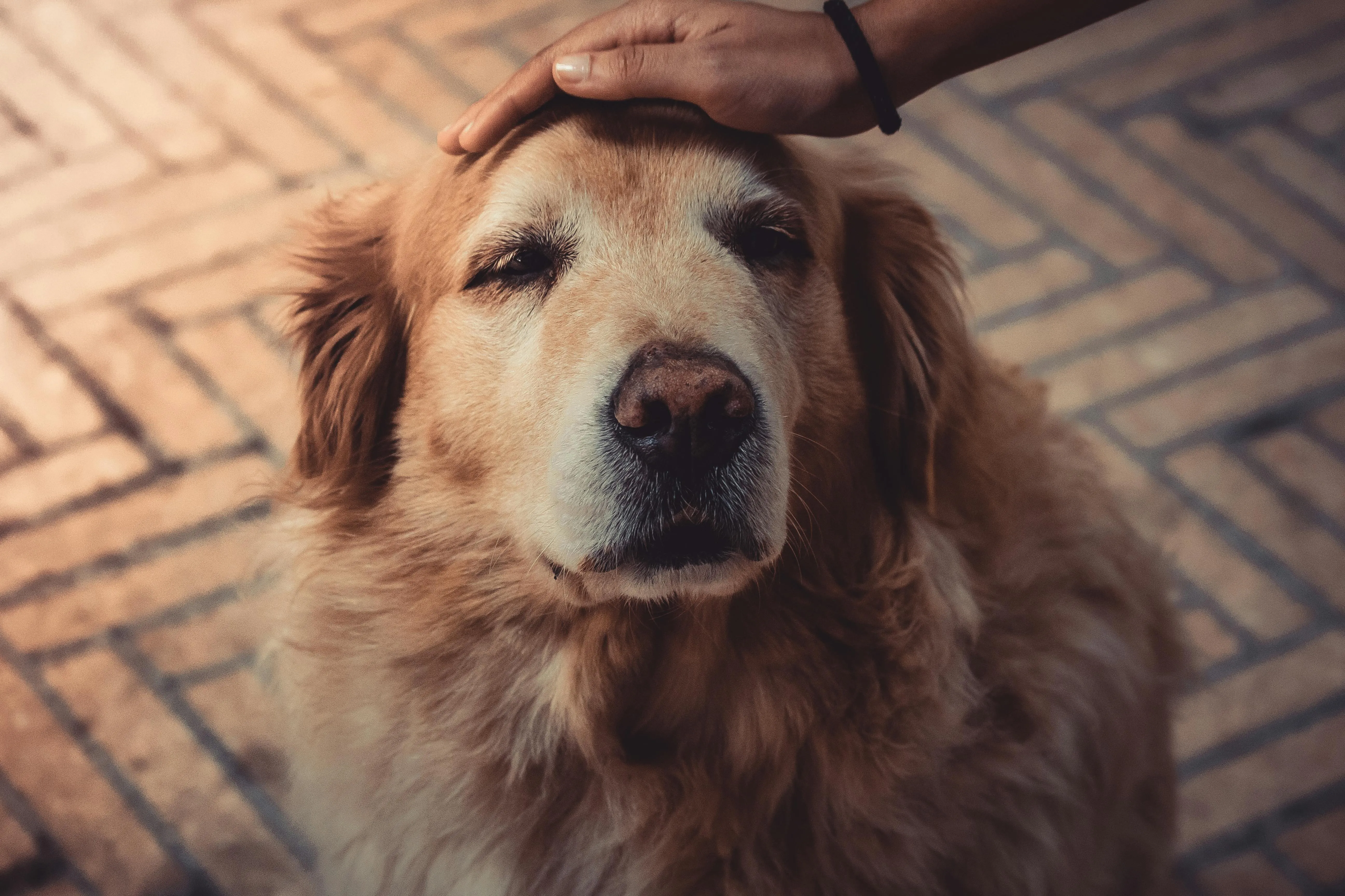 Old labrador being stroked on the head