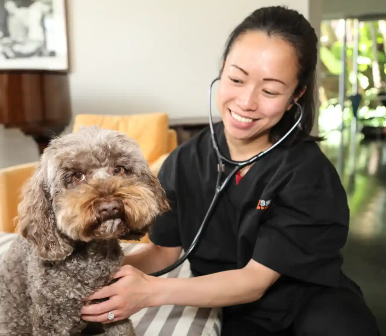 Vet examining dog