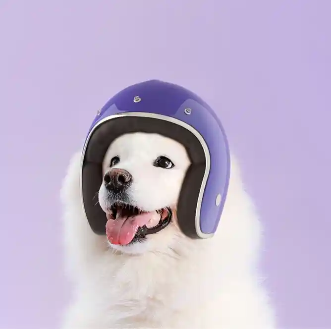 Fluffy white dog wearing a purple crash helmet