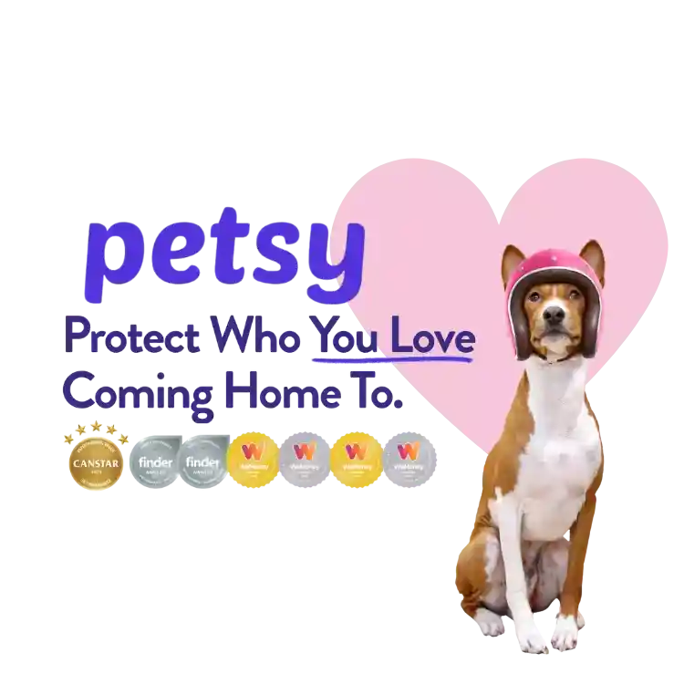 Petsy dog wearing a crash helmet