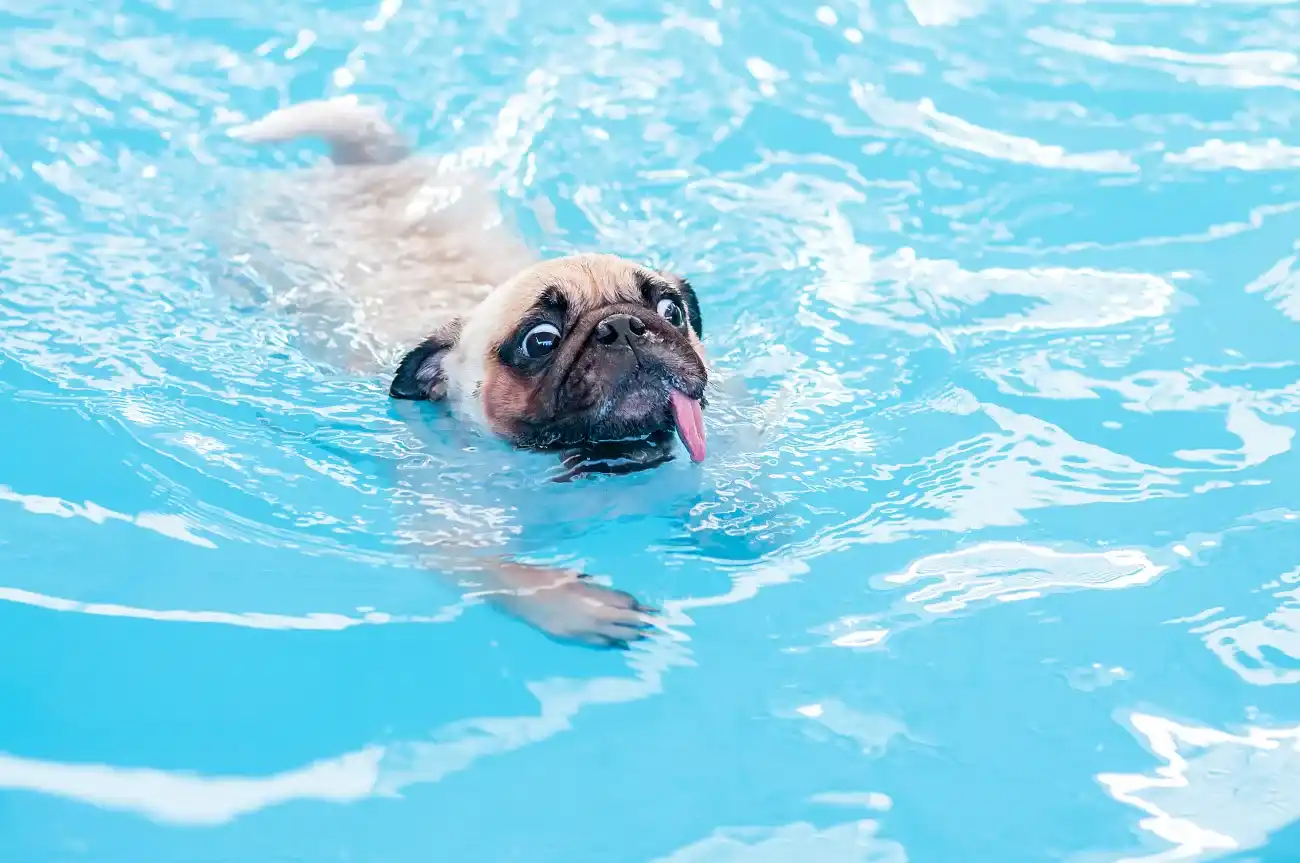 Swimming pug