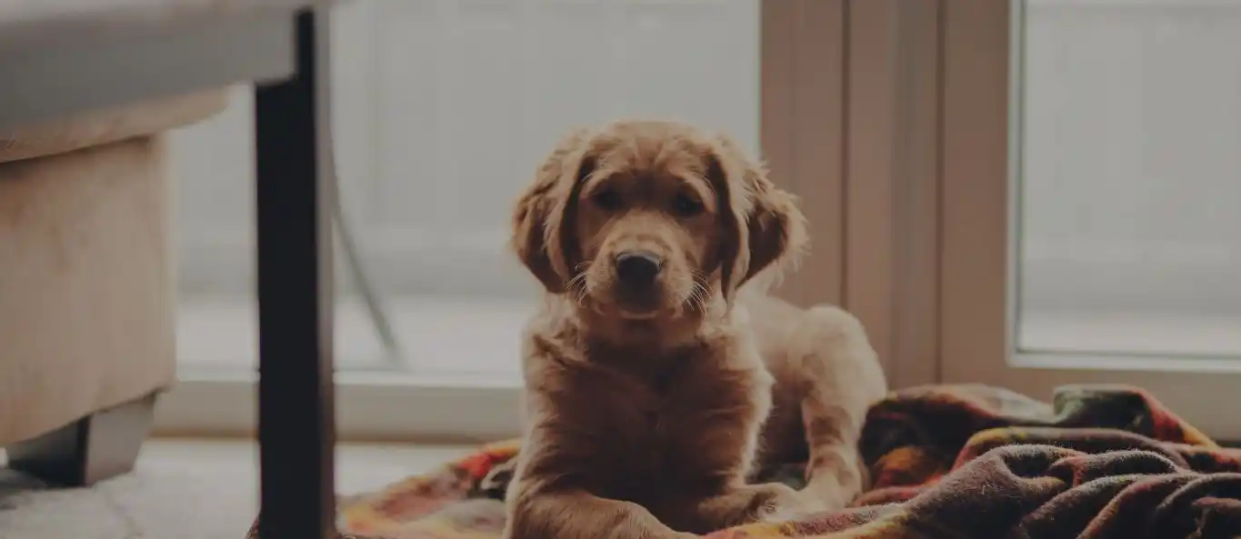 Dog on a blanket in bed