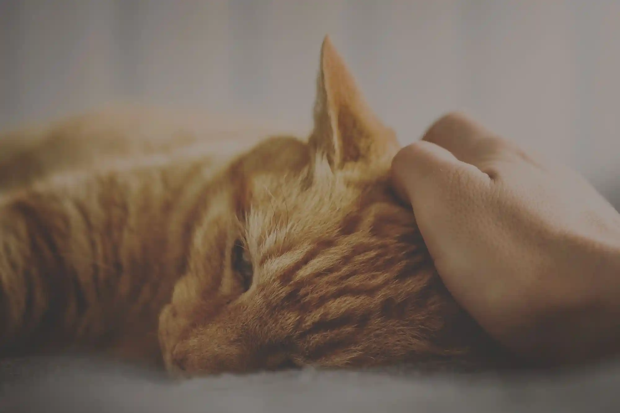 Relaxed ginger cat getting its head scratched