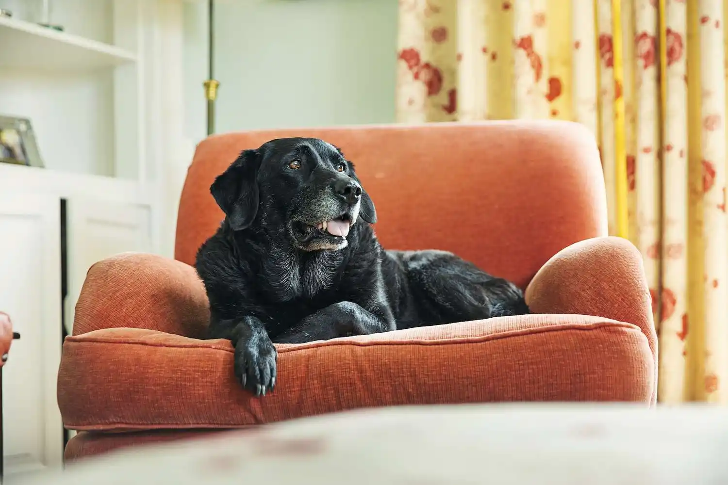 in-home care for ageing pets