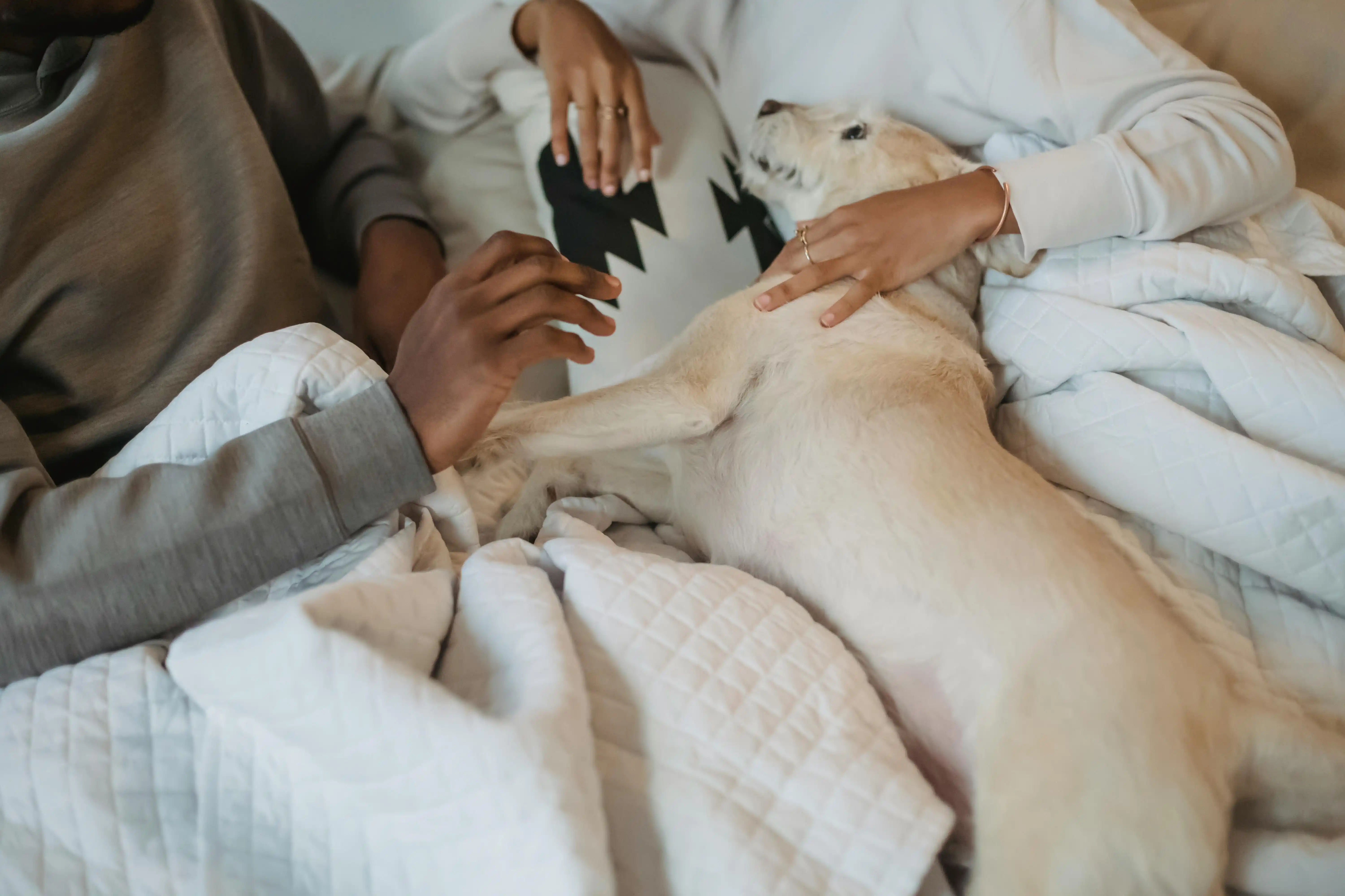 Dog on a blanket in bed