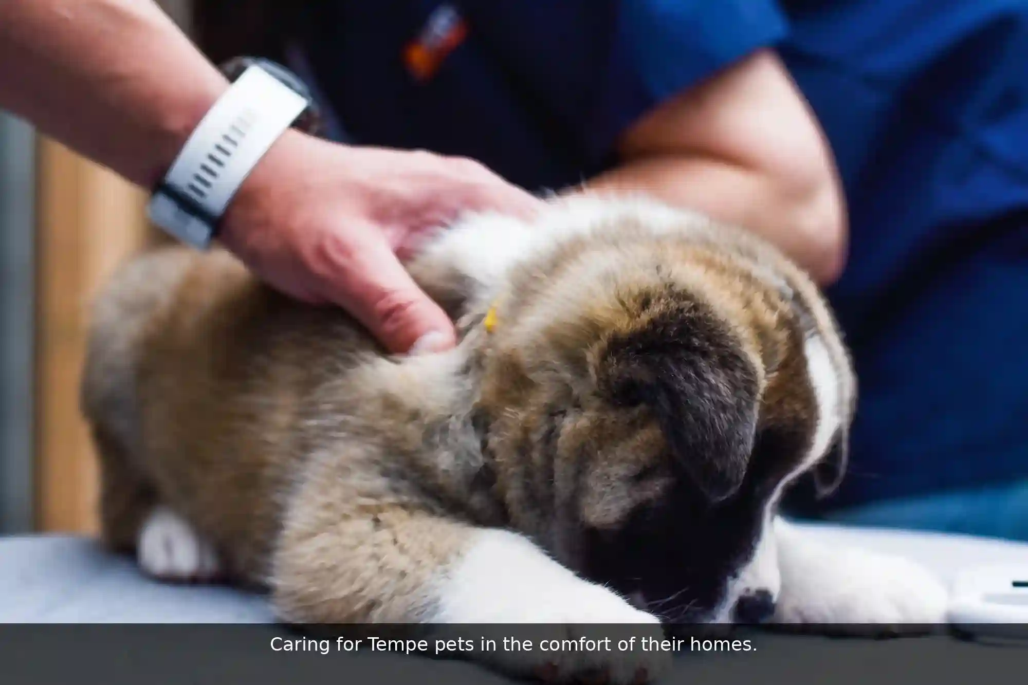 Pawssum mobile vet providing in-home pet care in Tempe, sydney