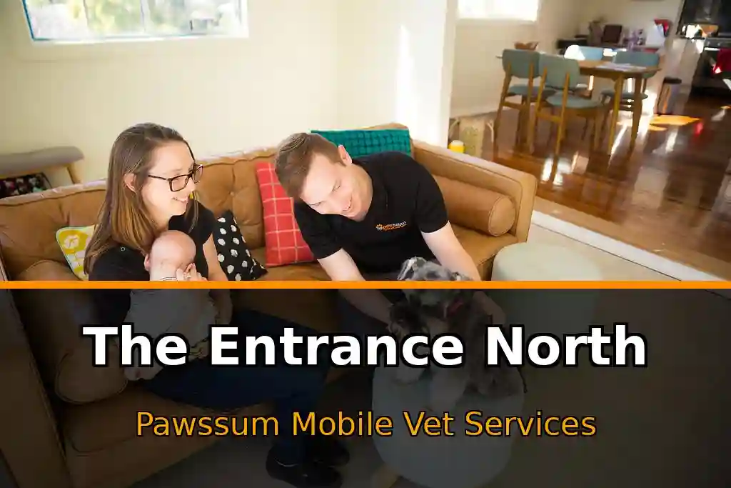Pawssum mobile vet providing in-home pet care in The Entrance North, nsw-central-coast